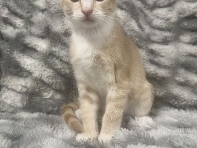 Orange creamsicle kitten!