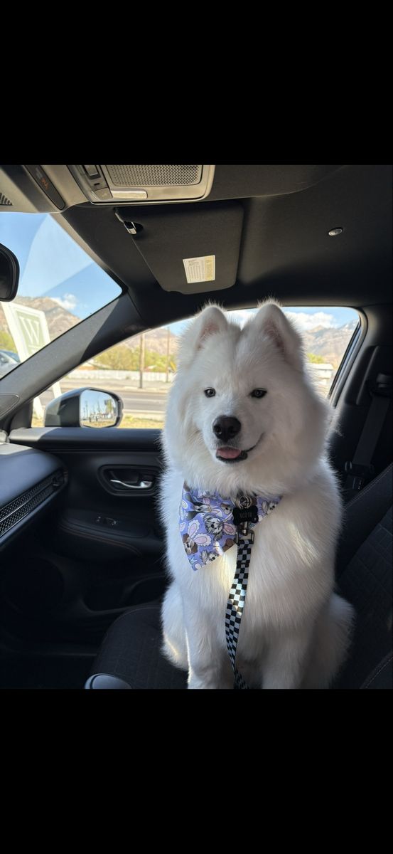Samoyed