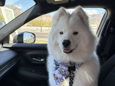 Samoyed