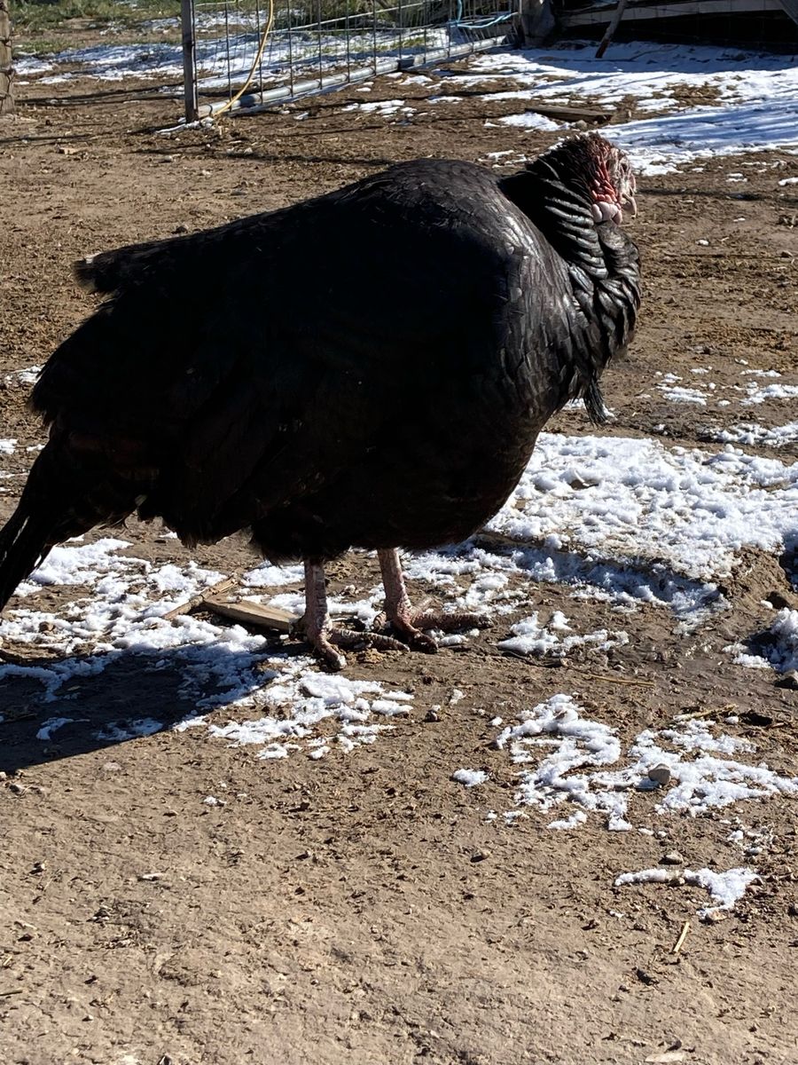Laying Heritage Turkey Hen