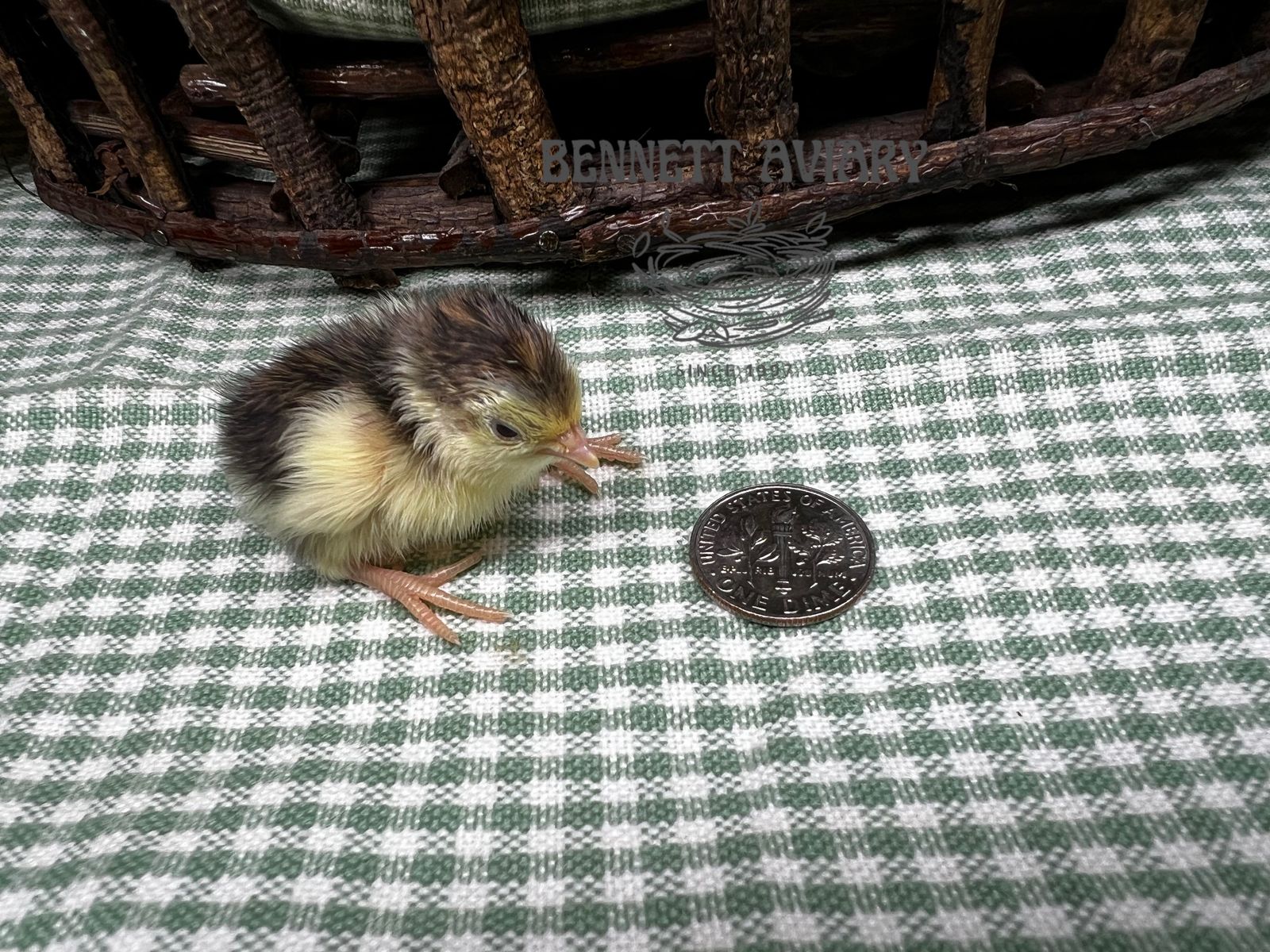 Baby Button Quail