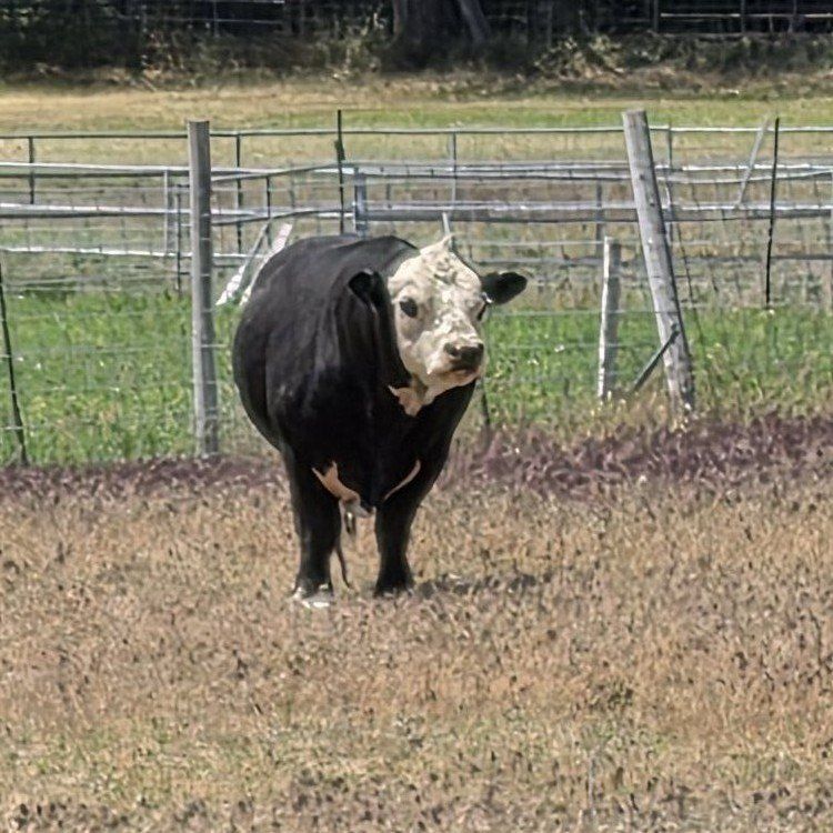 King Bull