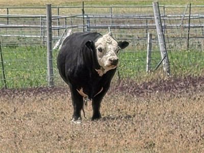 King Bull