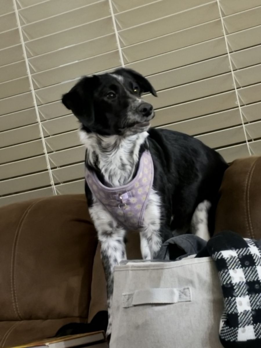 Sweet 10 month old puppy