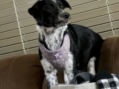 Sweet 10 month old puppy