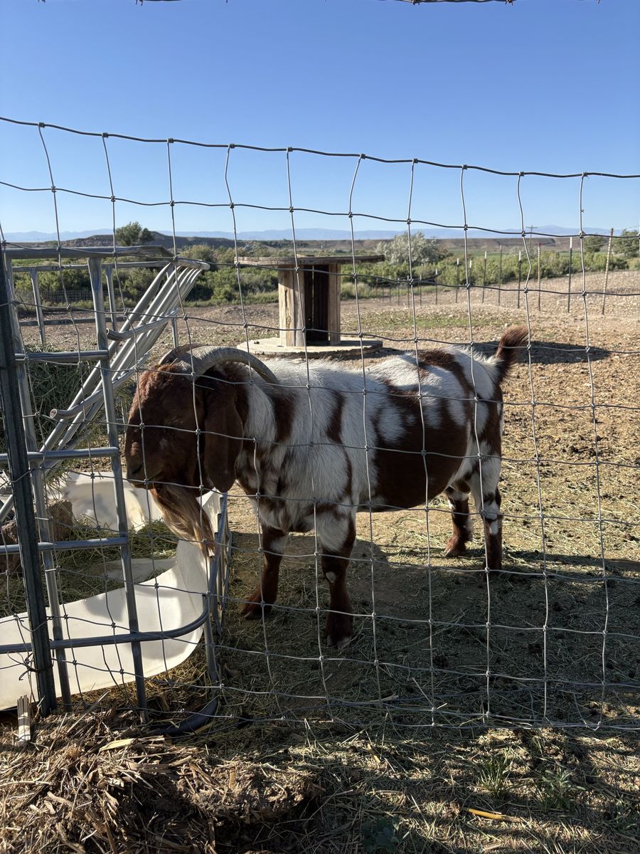 Boer Billy’s For Rent