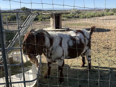 Boer Billy’s For Rent