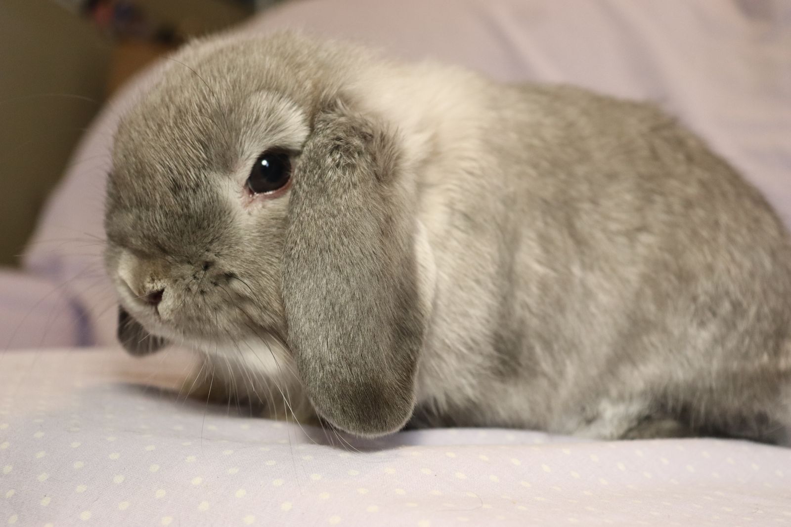 Blue Chinchilla Male Holland Lop