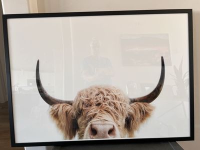 Highland Cow Print