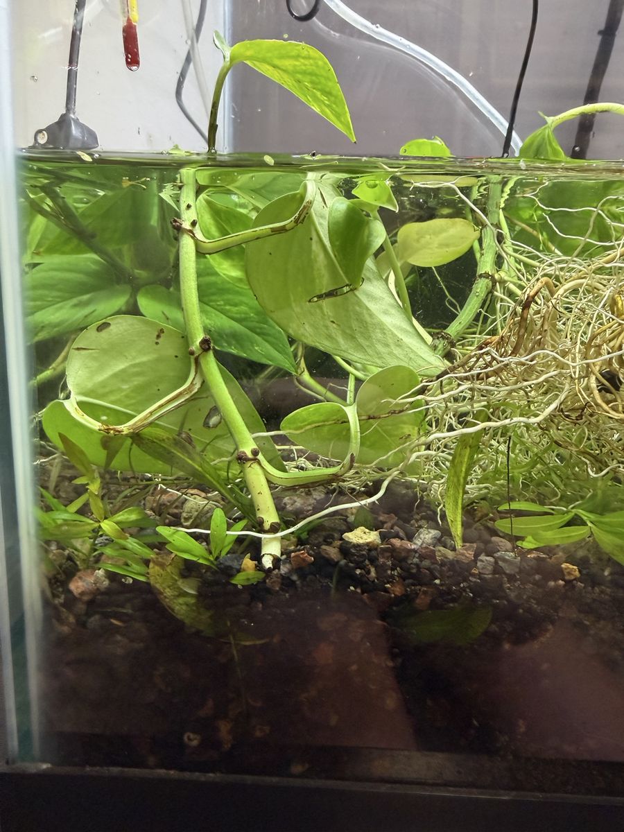 Plants in trade of cherry red or blue shrimp