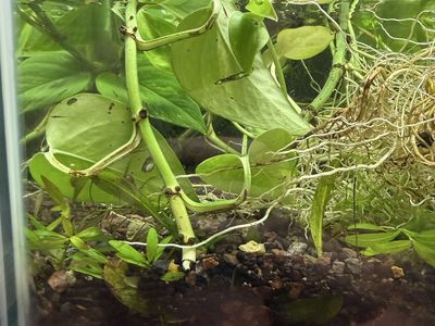 Plants in trade of cherry red or blue shrimp