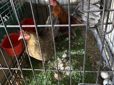 Oegb blue red
