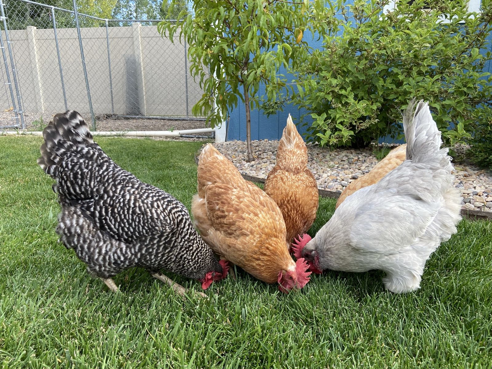 Five Hens - Mixed Breeds, Healthy