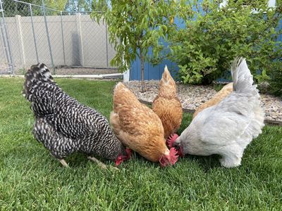 Five Hens - Mixed Breeds, Healthy