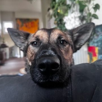 Hello my name is Koa