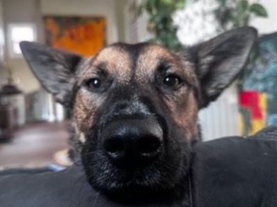 Hello my name is Koa