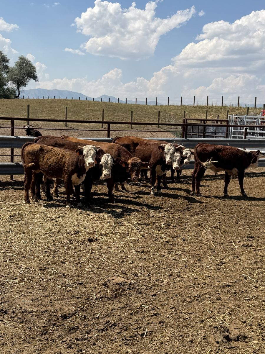 Herford steers