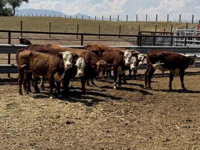 Herford steers