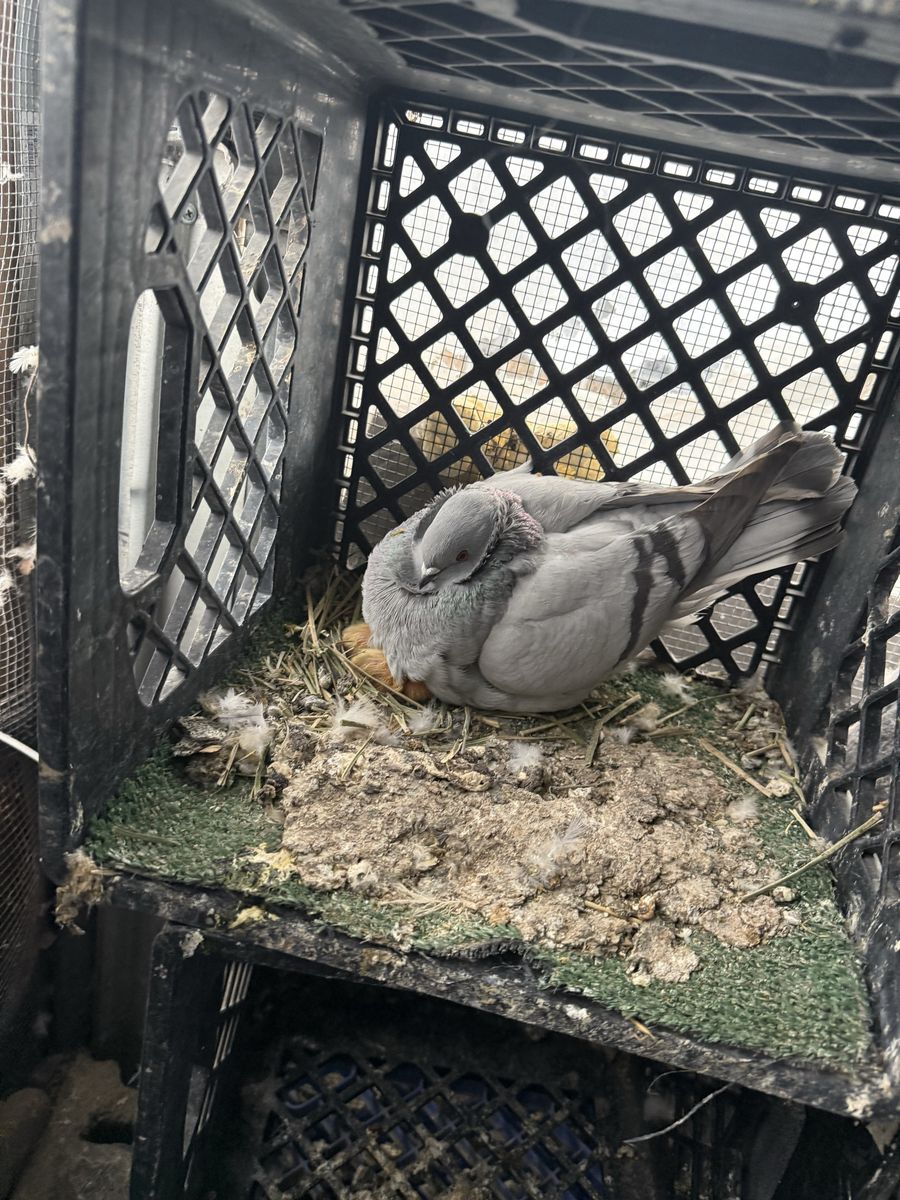 German owl face pigeon