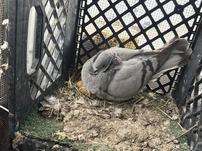 German owl face pigeon