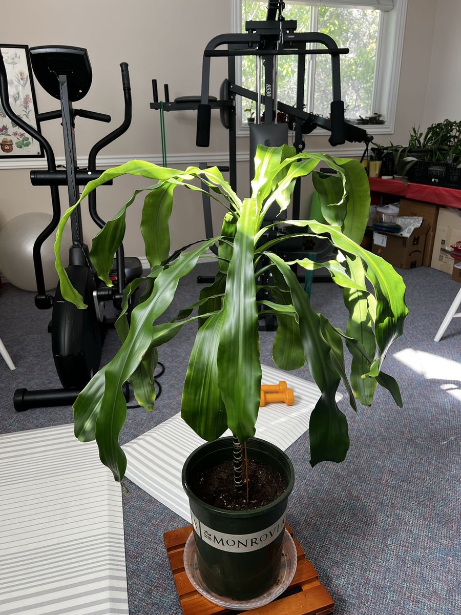 43” Tall Dracaena fragrans