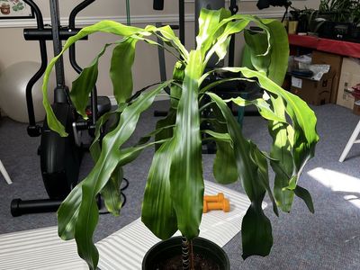 43” Tall Dracaena fragrans