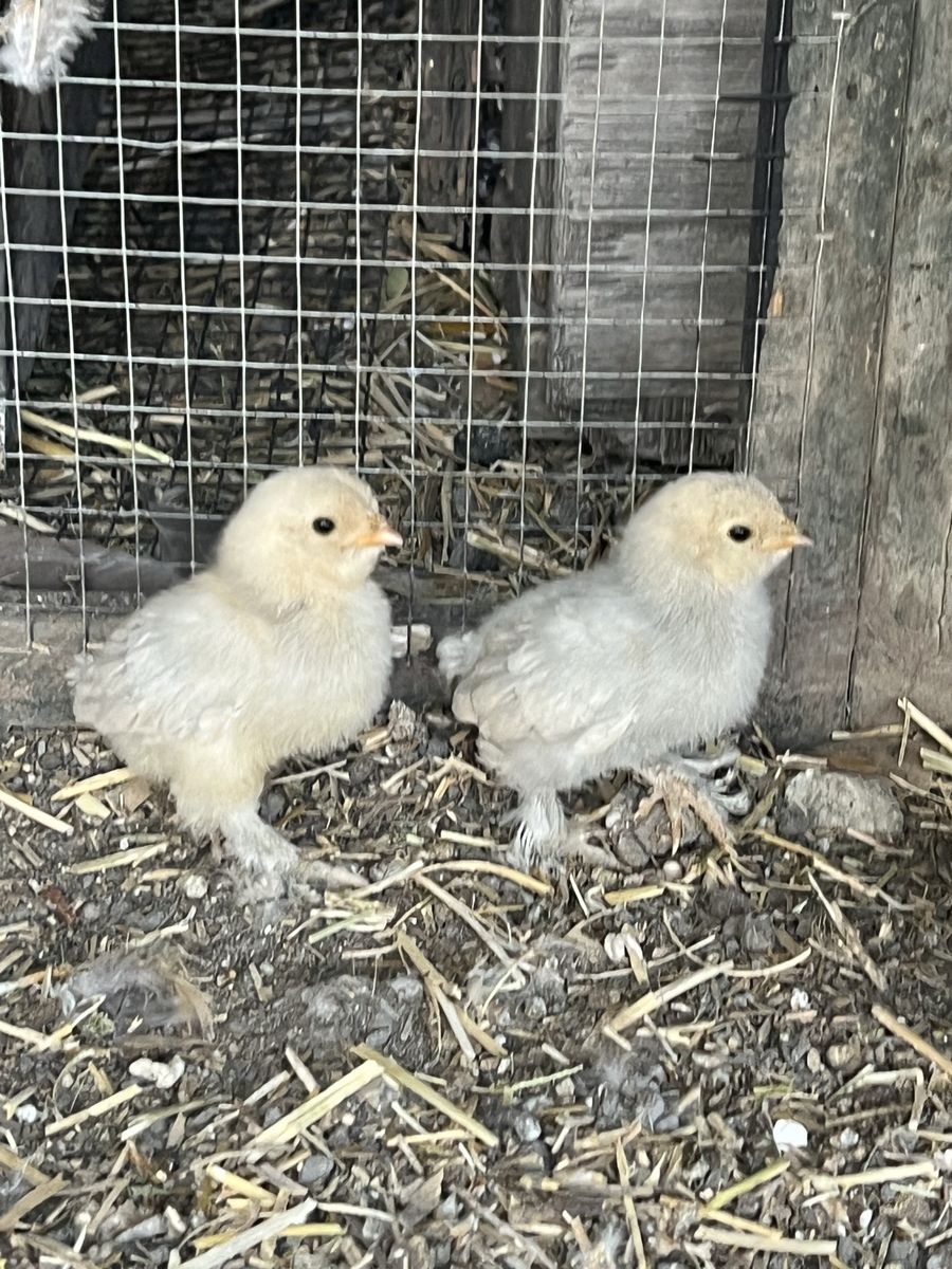 Porcelain D’Uccle Baby Chicks