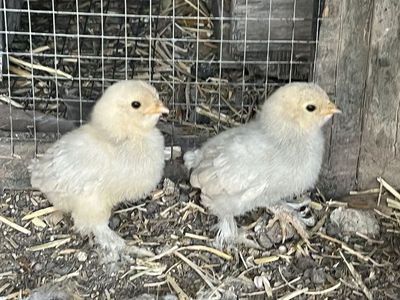 Porcelain D’Uccle Baby Chicks