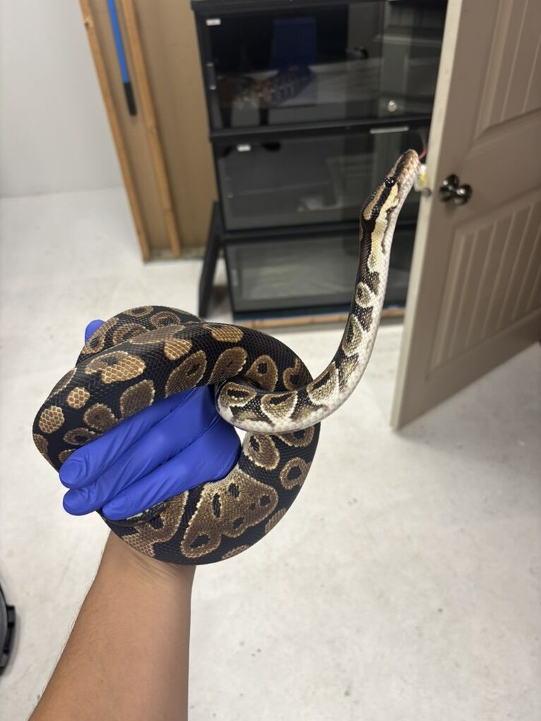 3 Year old normal Male Ball Python