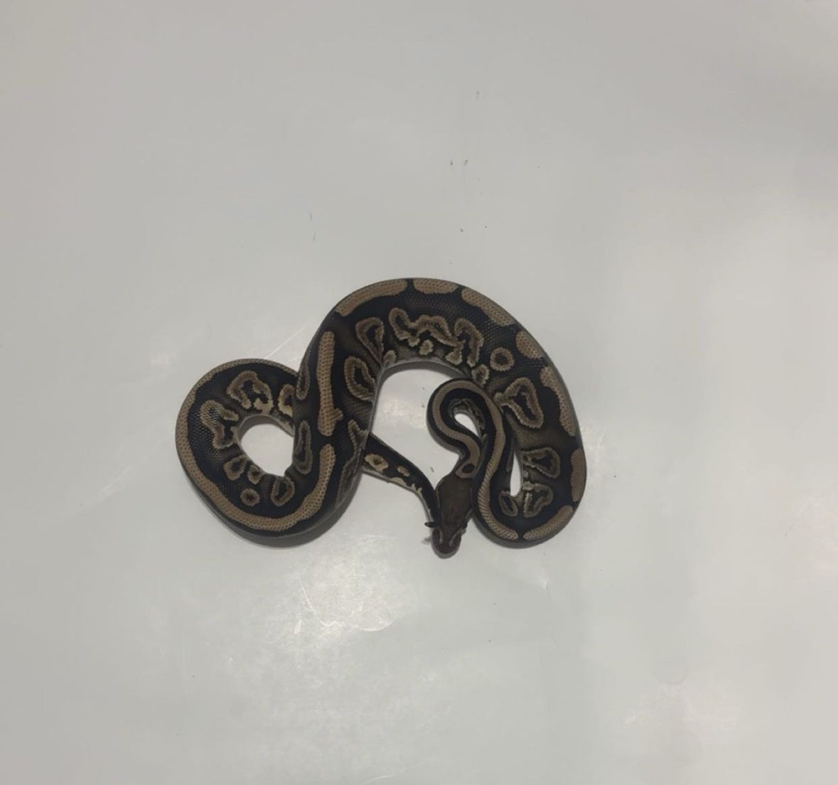 Ball Python Reptile #5