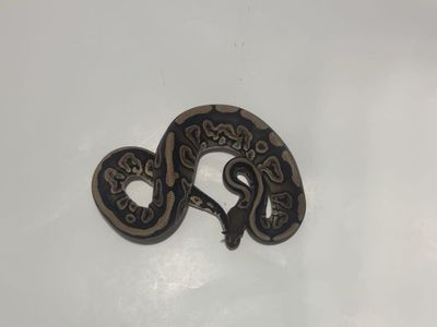 Ball Python Reptile #5