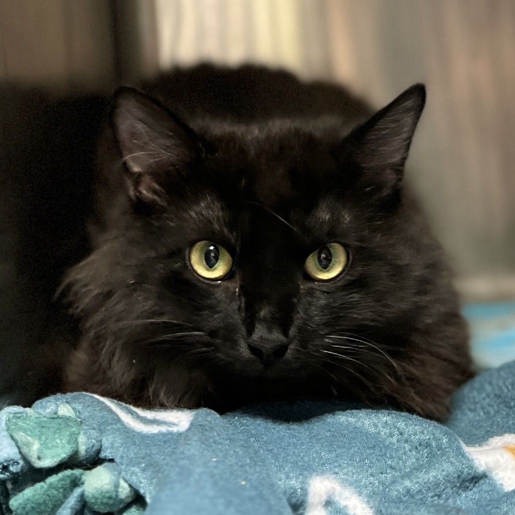 Hello my name is Camelot