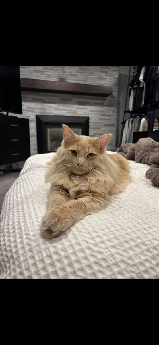 Orange Maine Coon Cat