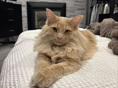 Orange Maine Coon Cat