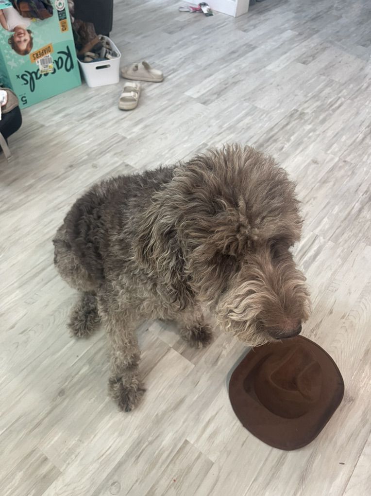 Adorable Labradoodle