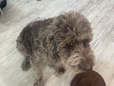 Adorable Labradoodle