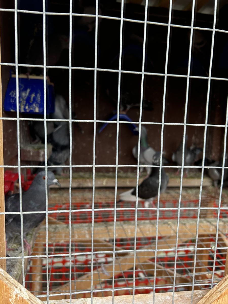 Training Pigeons - Wild Cauight Good Fliers