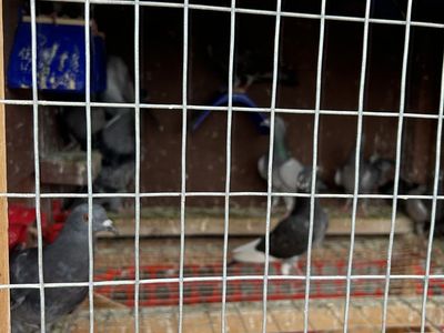 Training Pigeons - Wild Cauight Good Fliers