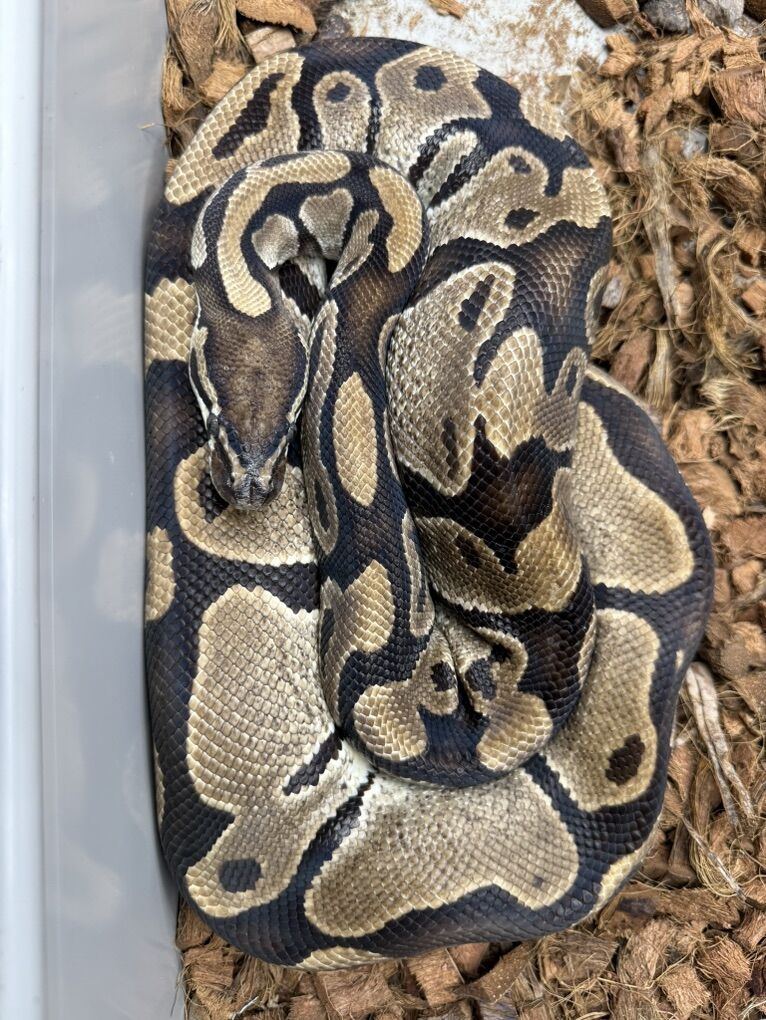 PB Female: Het Pied