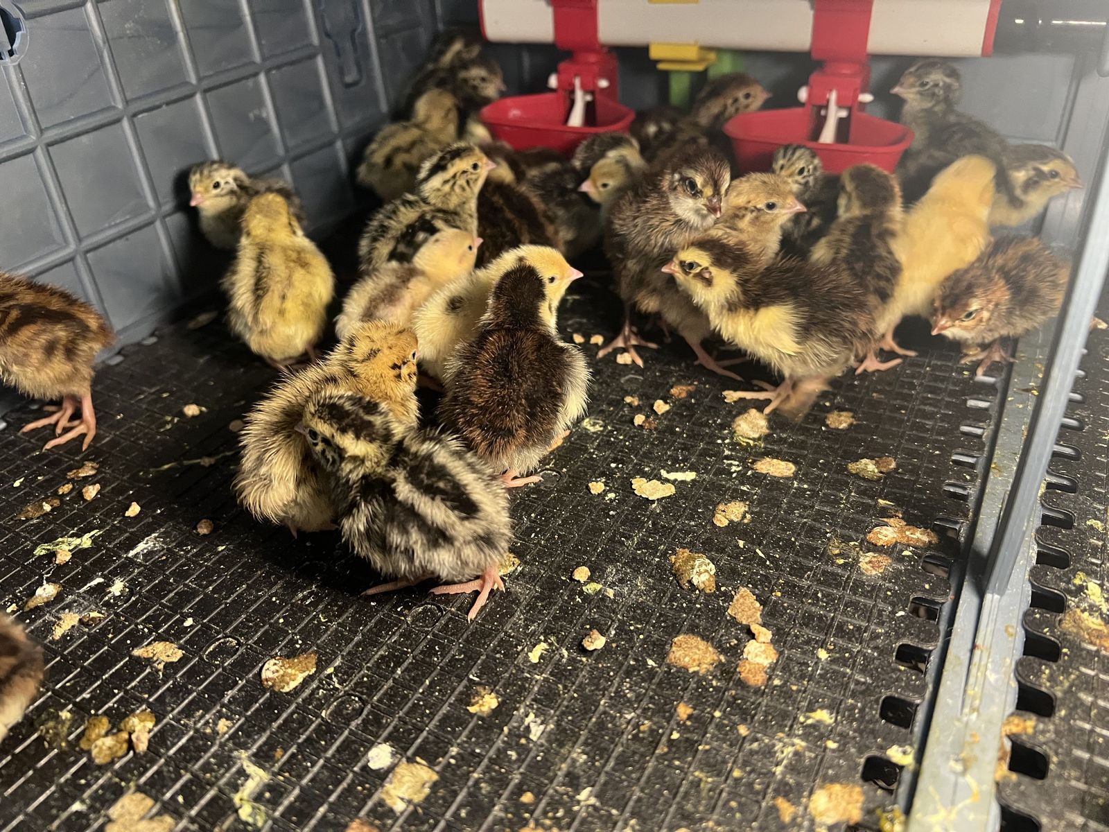Quail chicks Coturnix