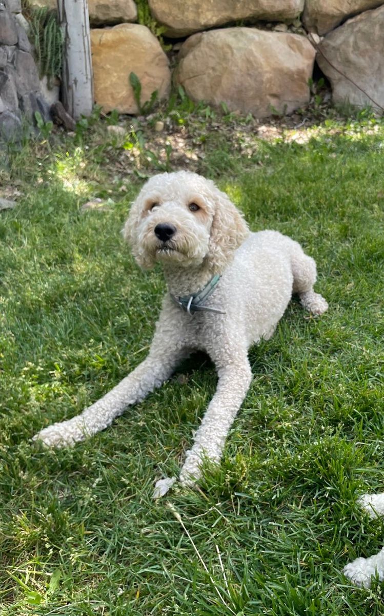 Adorable Mini Goldendoodle with Unique Blue Eye.