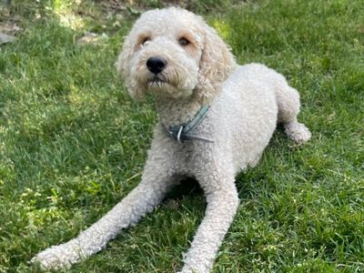 Adorable Mini Goldendoodle with Unique Blue Eye.