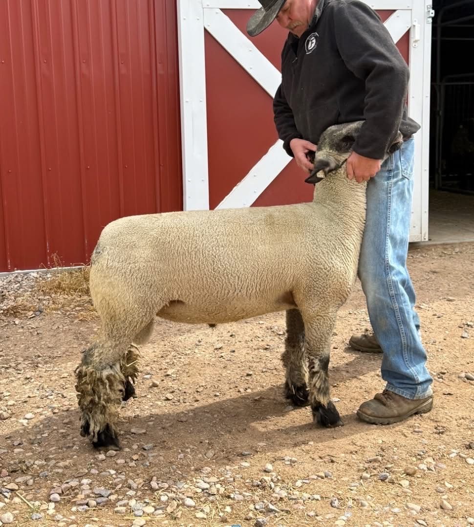 Show Ram For Sale