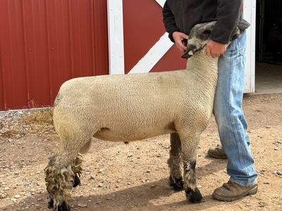 Show Ram For Sale