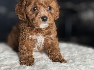 Teddy Bear Cavapoo Puppies