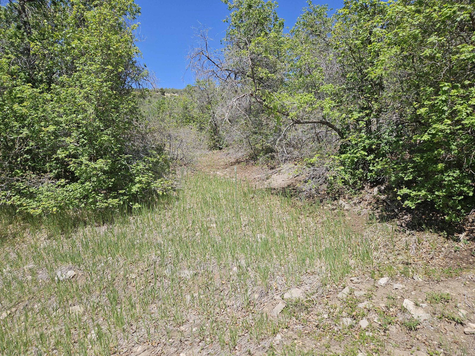 Cabin Lot For Sale