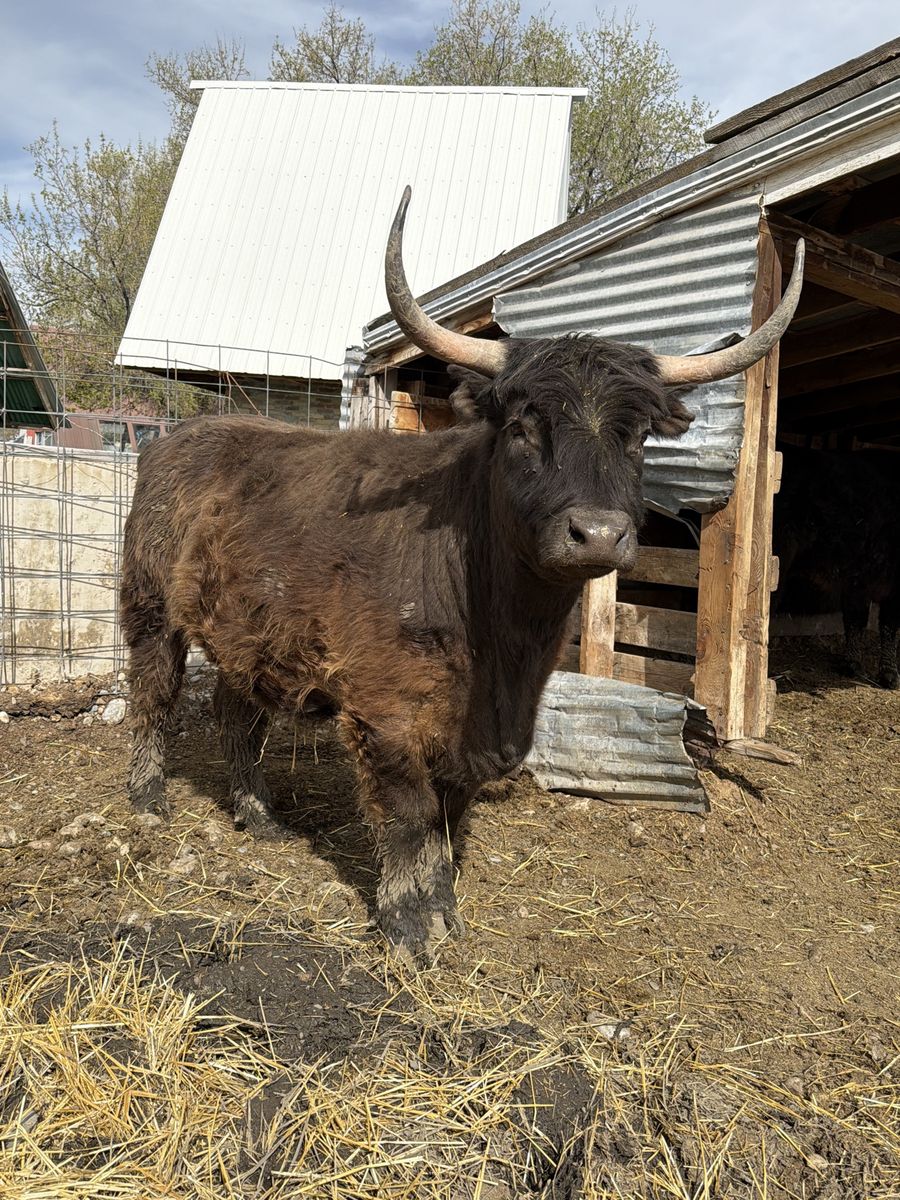 Exposed Highland Heifer