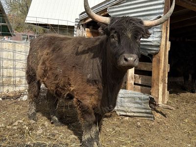 Exposed Highland Heifer