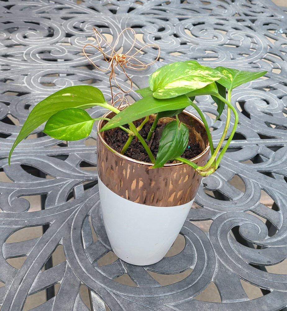 Live Plant in Modern Container