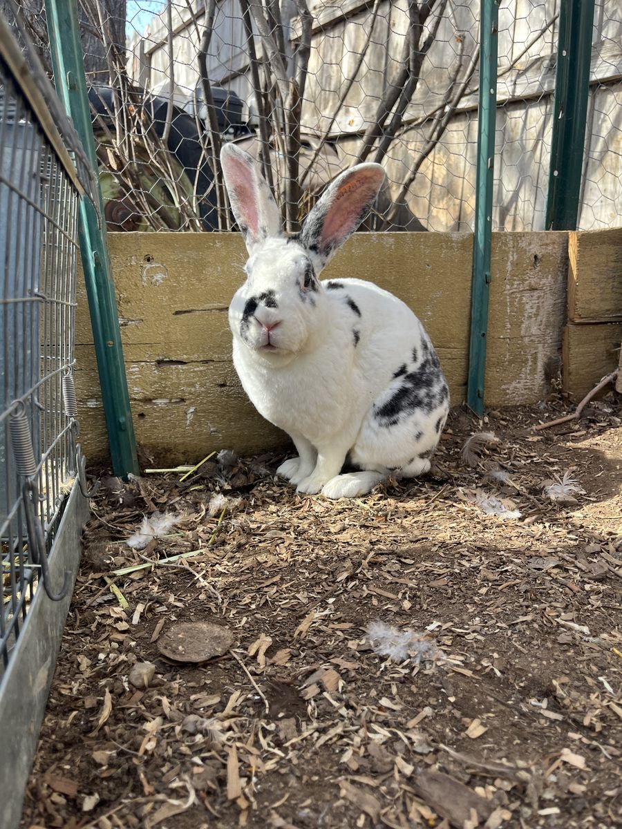 Easter Rabbit And Duckling surrenders